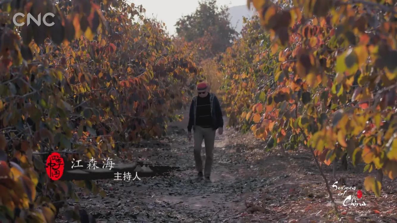 霜降有好柿，橘红色“灯笼”的变形记