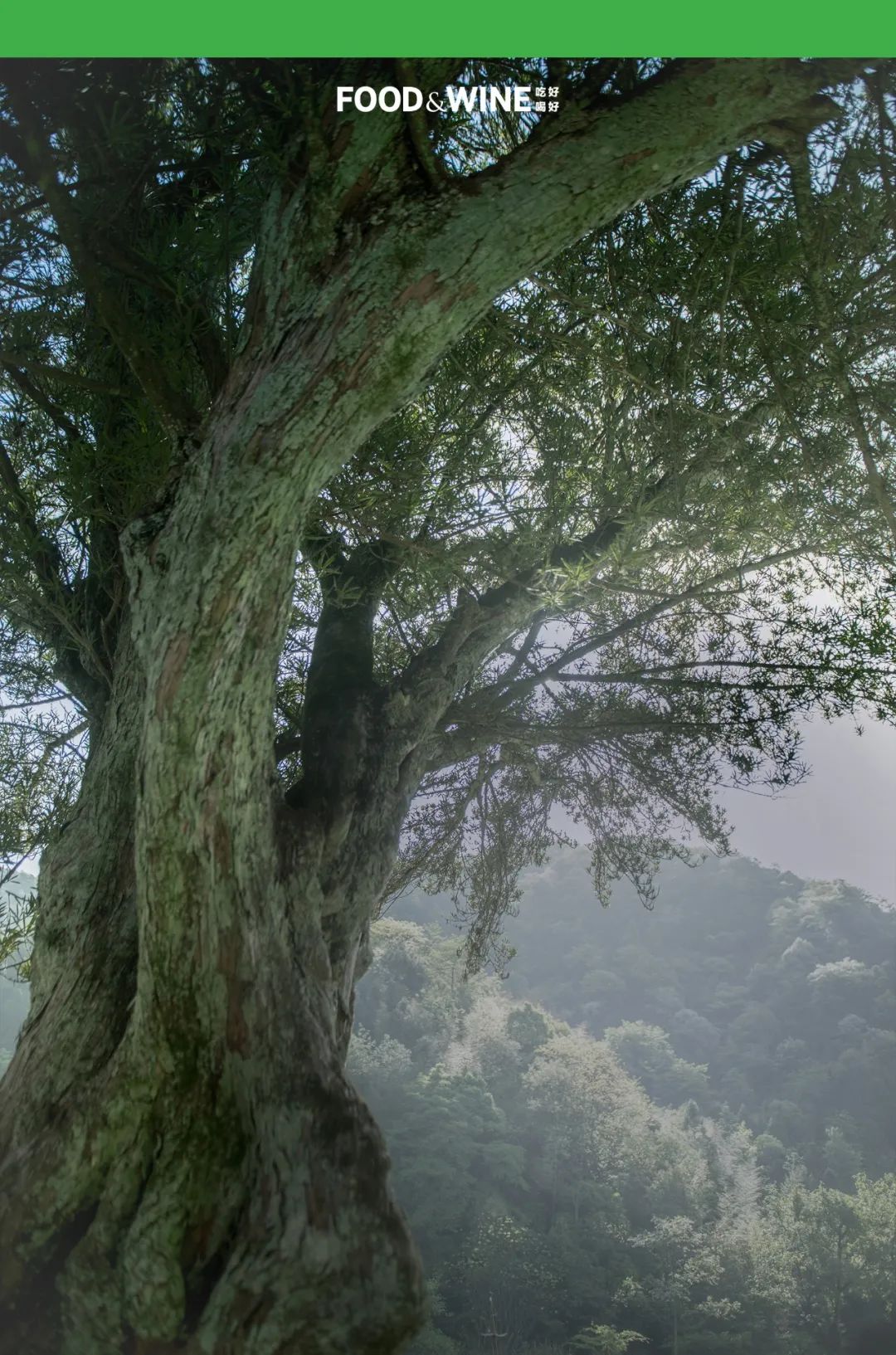 鏅痉闀囧搴欏悆鏂嬮キ,涓囧绂呭鏂嬮キ