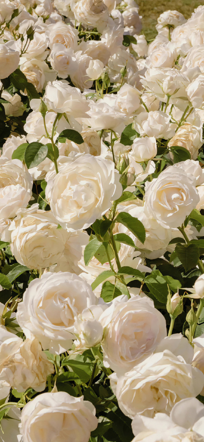 街角花店图片壁纸,花店壁纸图片大全