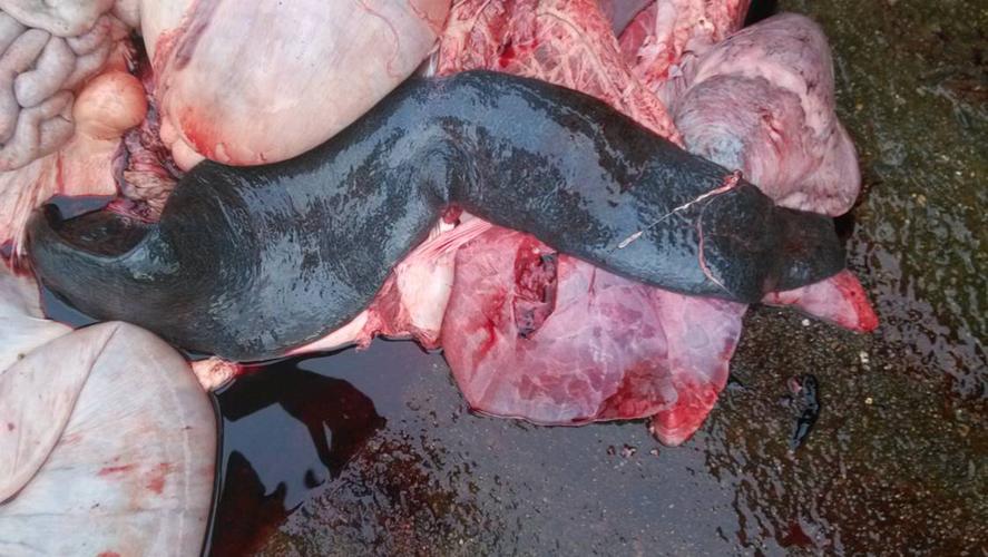 猪病各种病视频讲座,猪病猪丹毒的相关问题