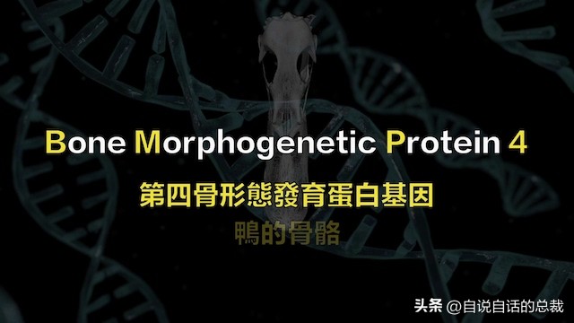 鸭：一鸭战四虎？弹射胜航母？鸭子的真相，也许超乎你的想象