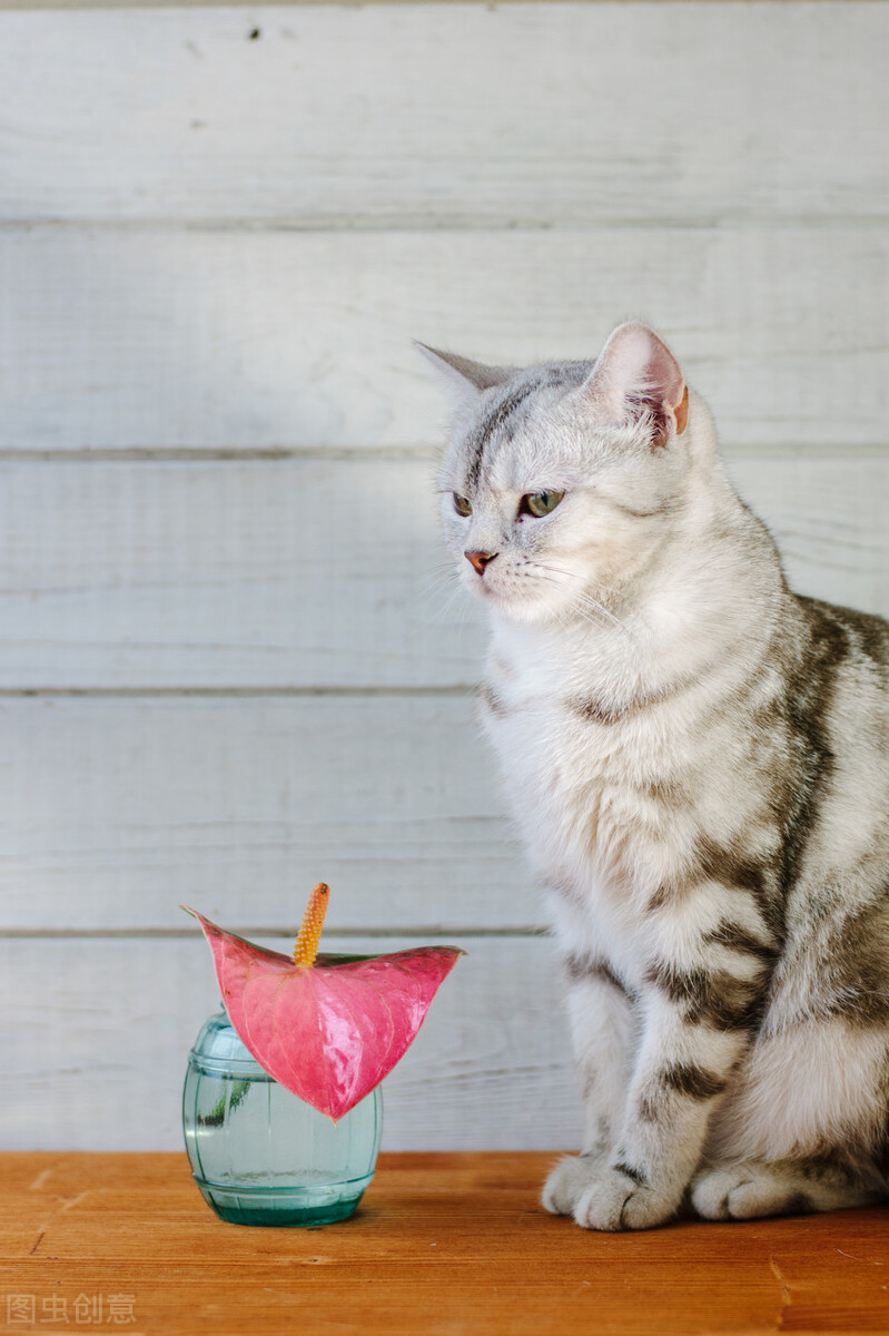 猫狗身上的寄生虫大全,怎样防止猫长寄生虫