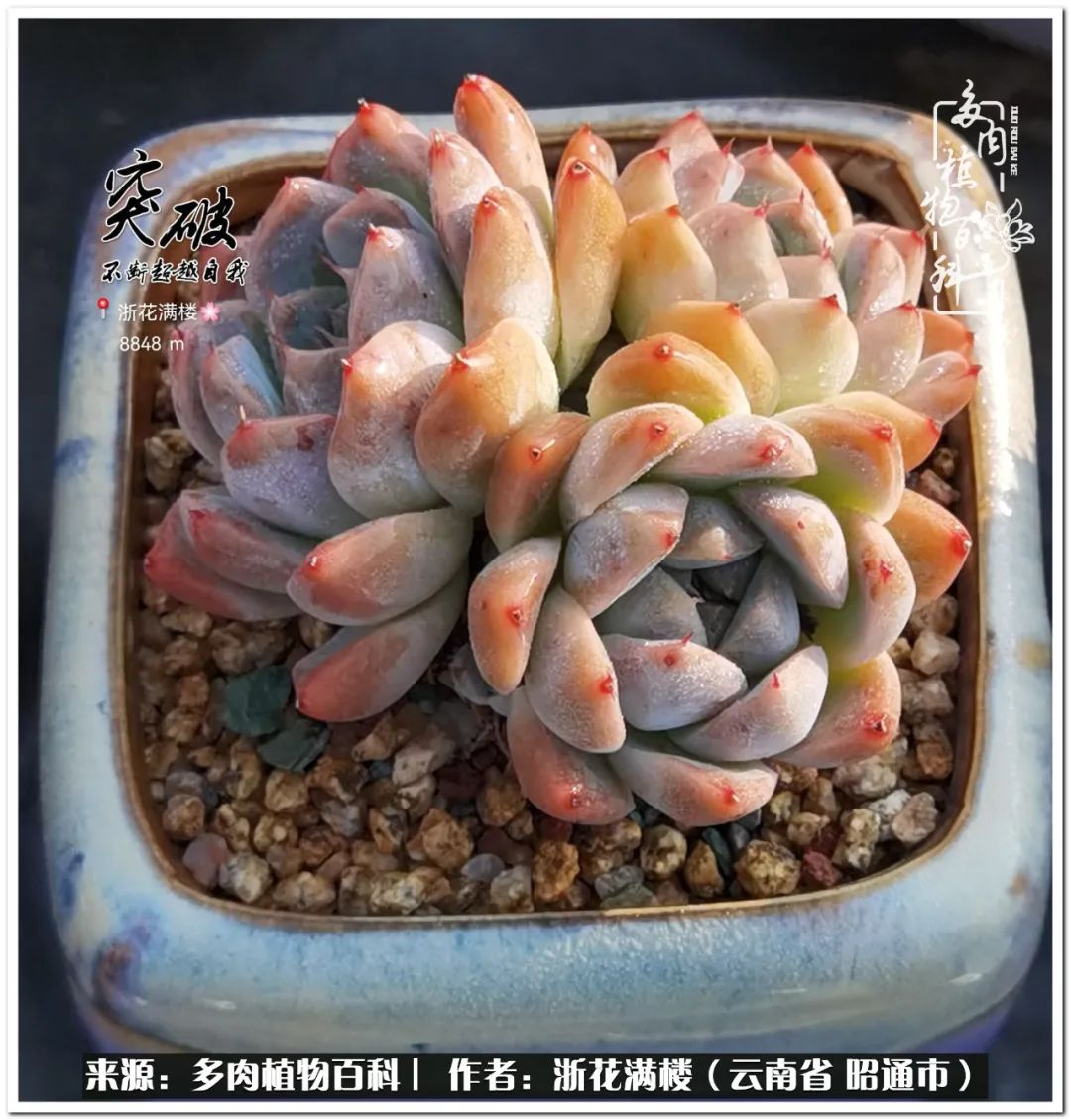 奔跑吧跑步,奔跑吧多肉盆栽