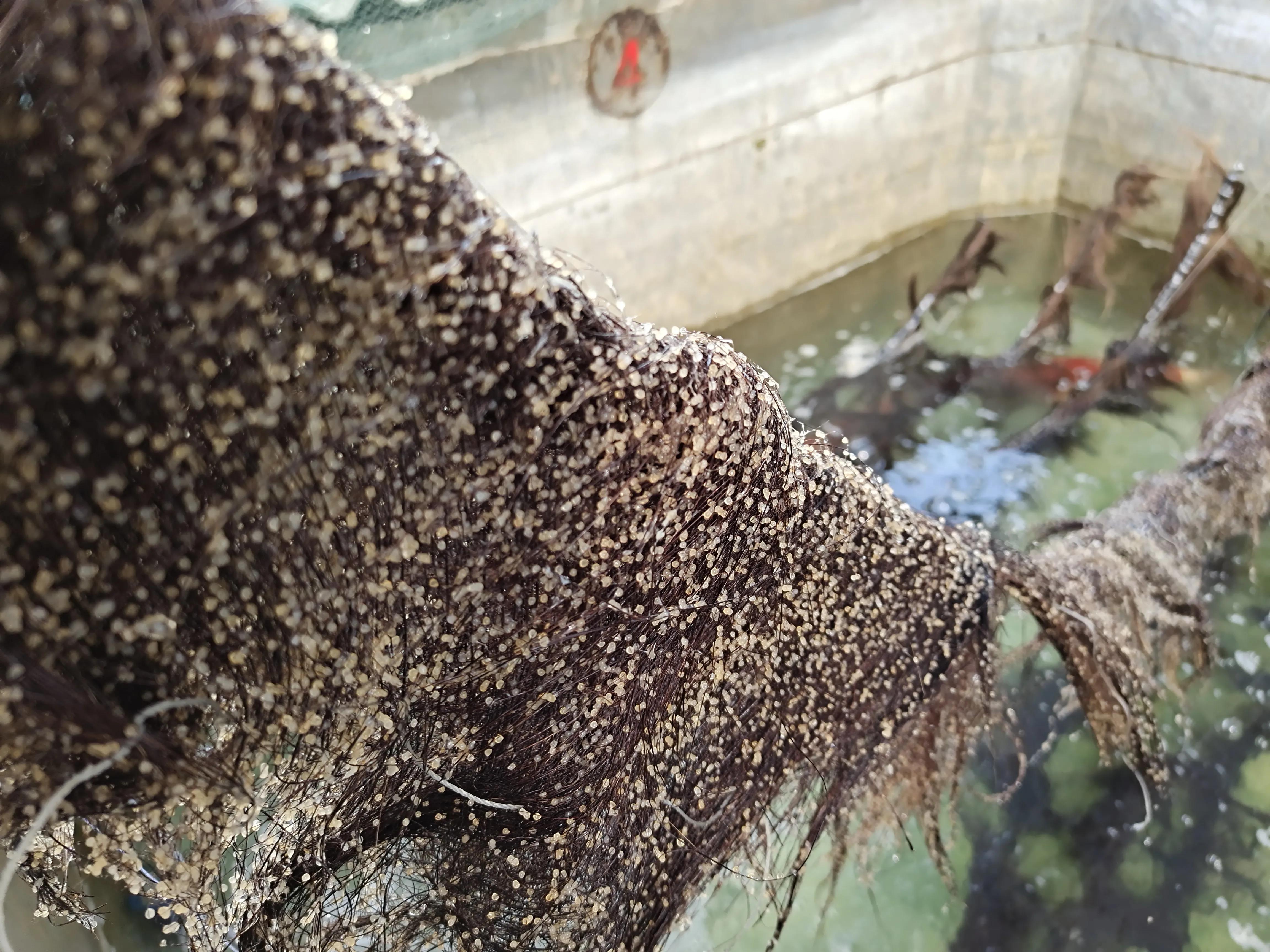 锦鲤繁殖养殖技术,红白锦鲤繁殖视频