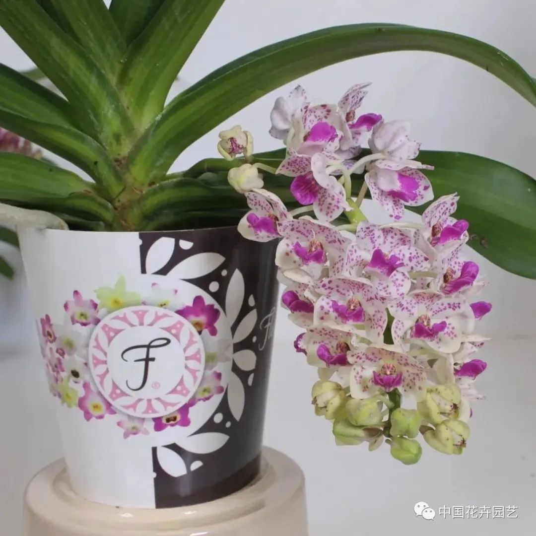 荷兰年度Glazen Tulp新奇植物奖15件产品名单公布 | 每周国际花讯