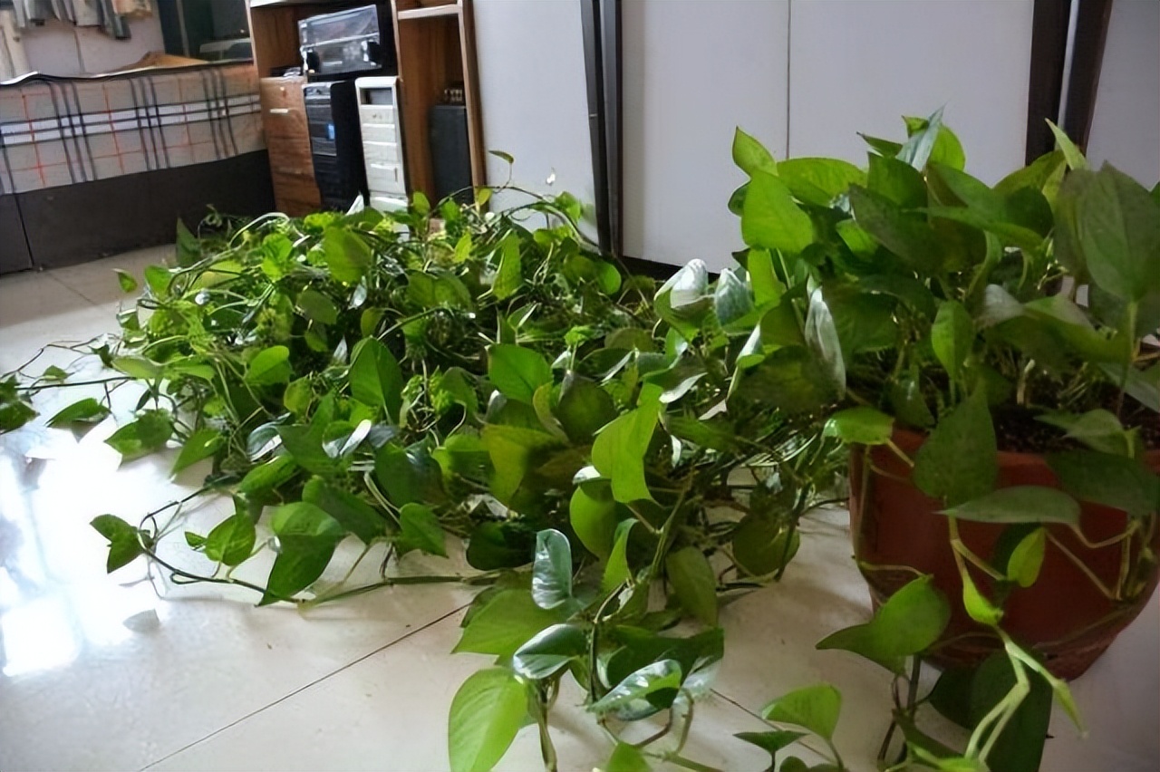 夏天如何让绿萝快速长爆盆,绿萝每天喷湿叶片