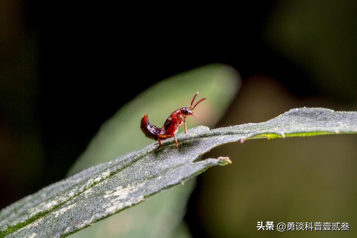隐翅虫咬后皮肤感染,隐翅虫咬伤后皮肤溃烂了怎么办