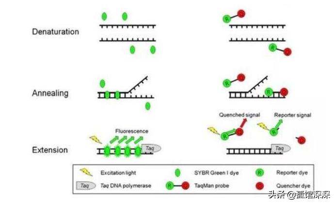 奇异性变形杆菌,奇异变形杆菌内源性感染