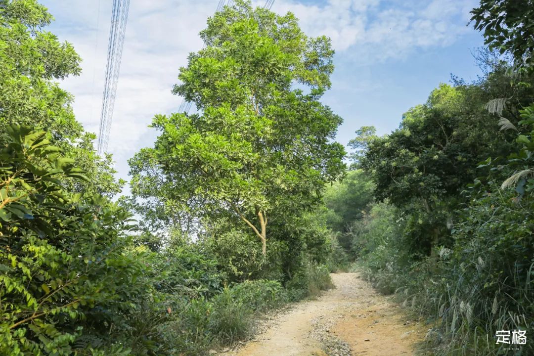 深圳10条入门登山线路推荐,深圳十大山峰最新登山攻略