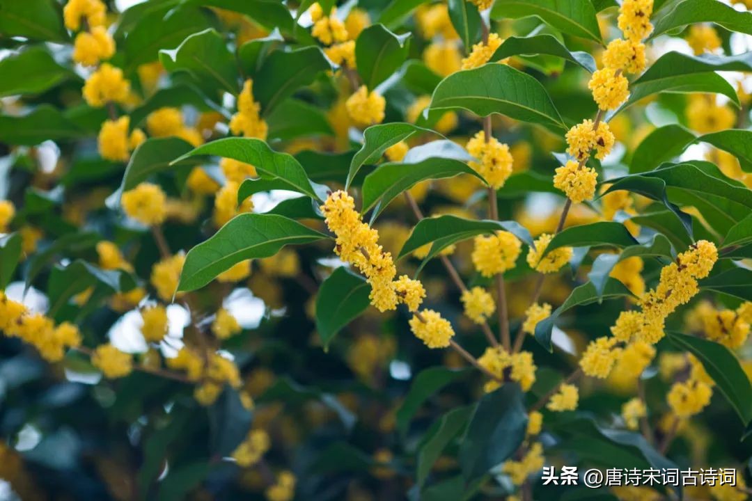 晚秋不晚浅冬不迟的含义,晚秋不晚抖音