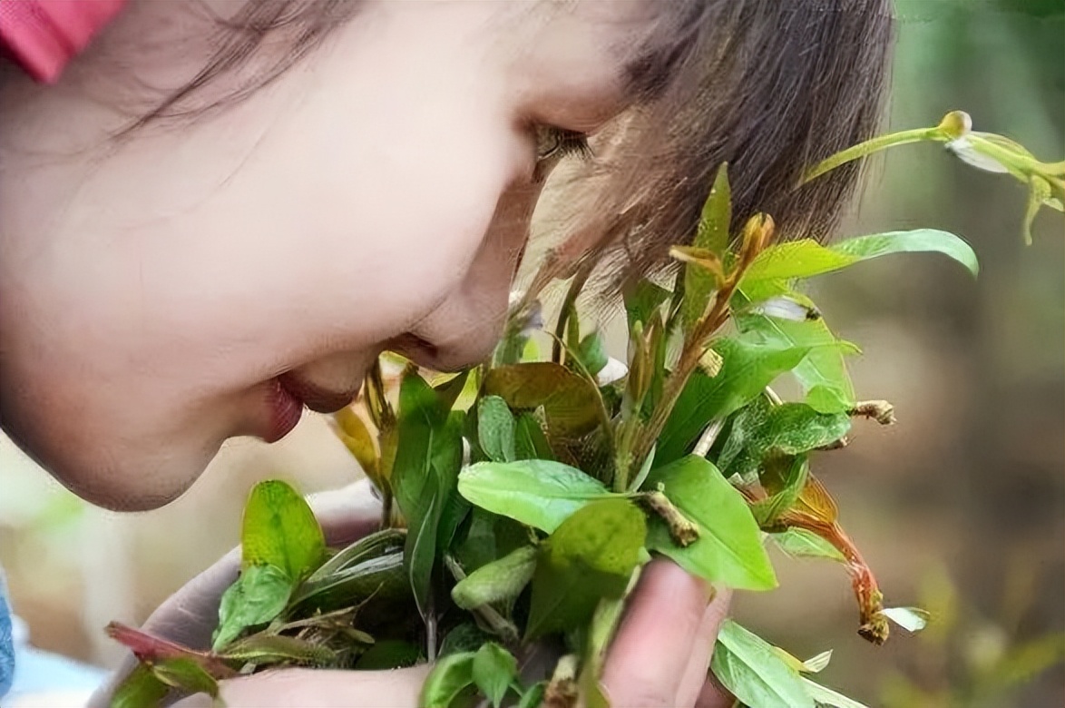 石榴苗怎么挑选,石榴会四季开花吗