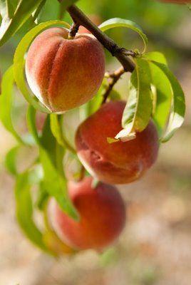 桃子精解说,桃子精万岁