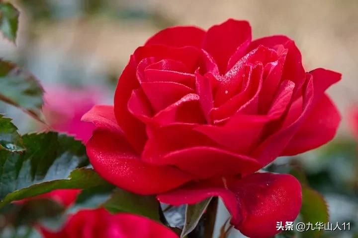 大花胖美人月季有几个品种,适合阳台养的大花月季品种