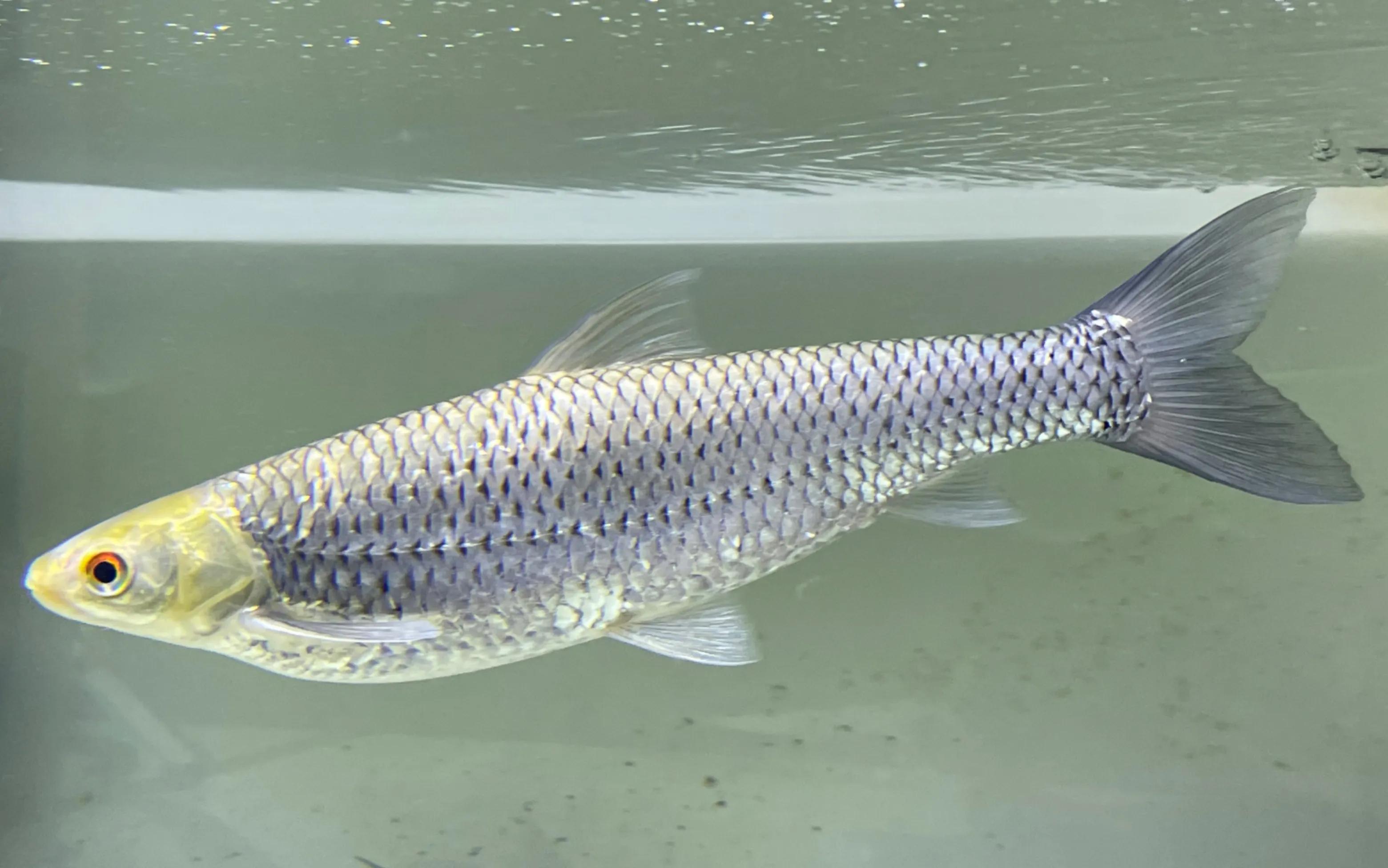 中国常见的淡水鱼全部图片,史上最全的淡水鱼图集