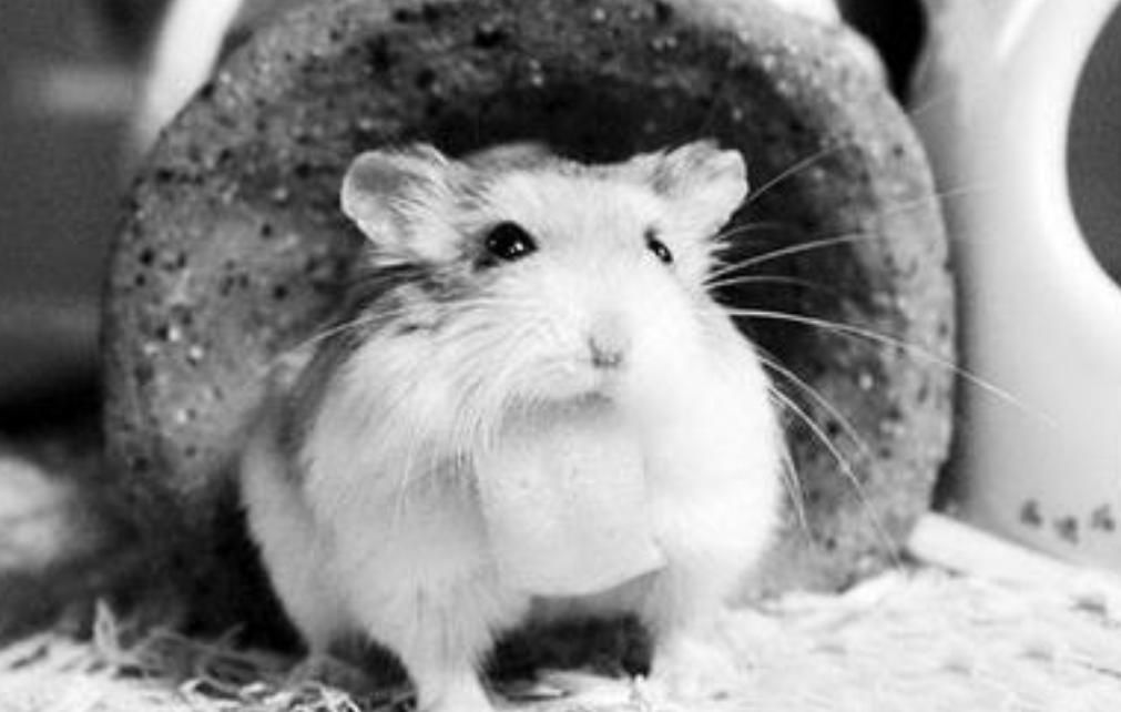 美国8只白鼠进入乐园,美国将8只白鼠放进乐园