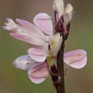 螳螂吃掉自己丈夫的头,螳螂为什么吃掉配偶螳螂吃蛇