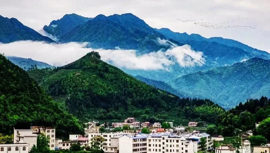 婺源绿茶和日照绿茶区别,江西狗牯脑绿茶最好喝的秋茶排名