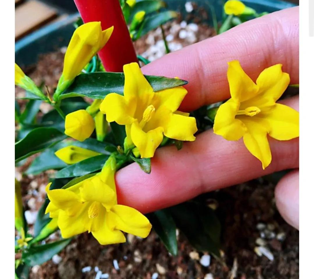 法国香水藤红色,法国香水藤毒性大吗