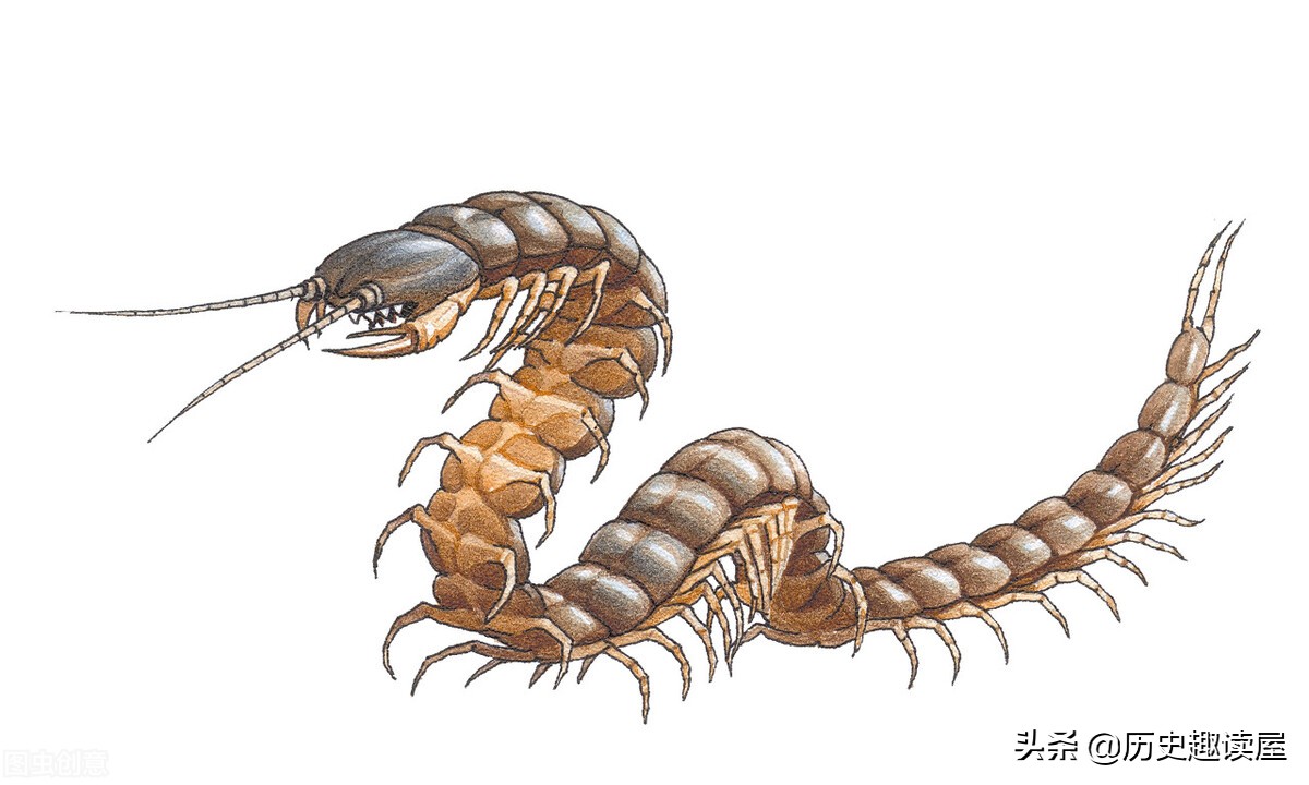 五毒之首的蜈蚣能打败蝎子吗,五毒蜈蚣为什么毒不死