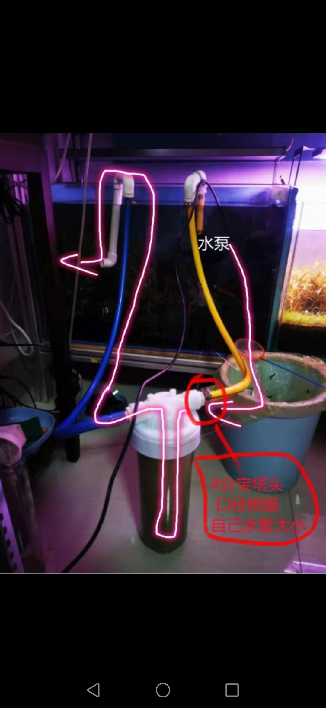 藻类植物可以预防疾病吗,杀菌盐可以预防藻类吗
