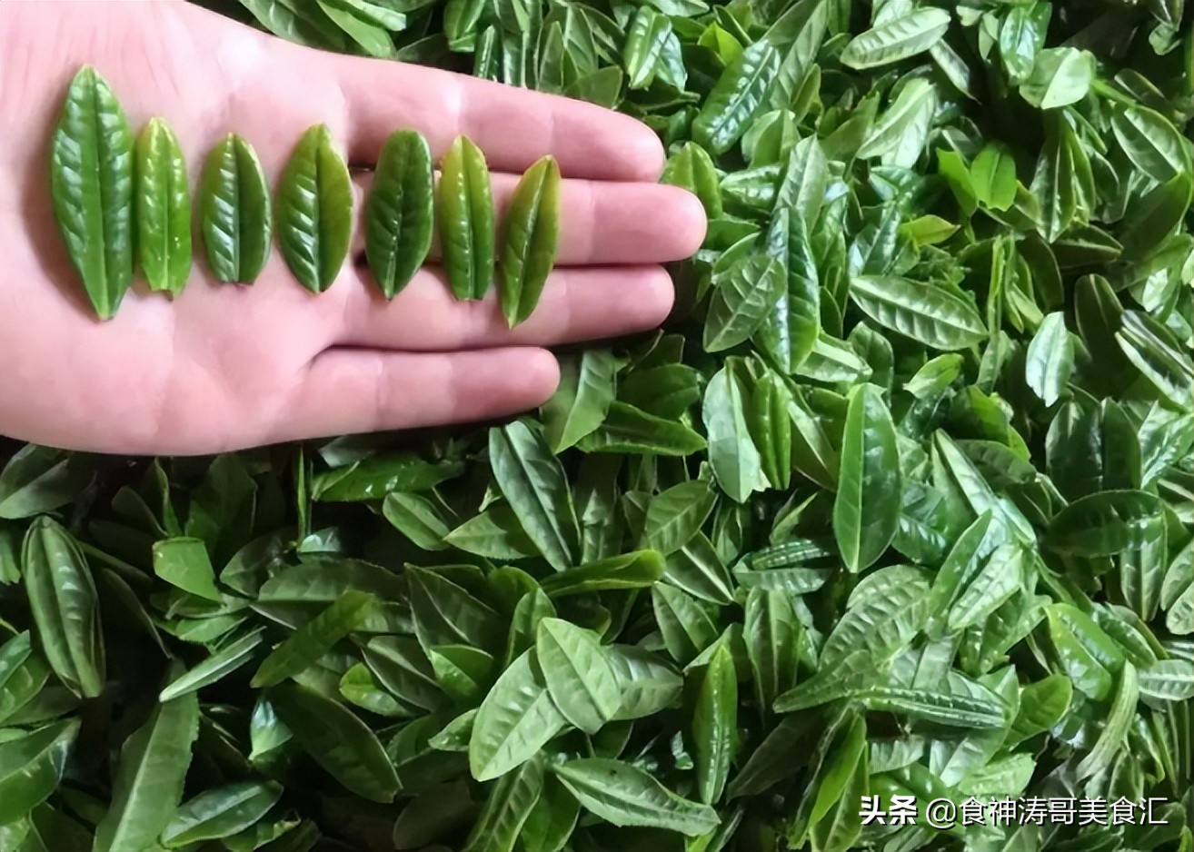 各省市最好喝的茶叶,全国最好的茶叶在哪里