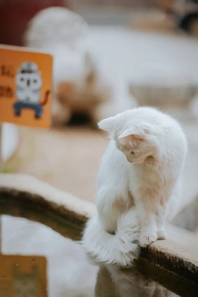 猫掉缸里怎么办,猫咪老是掉缸怎么办