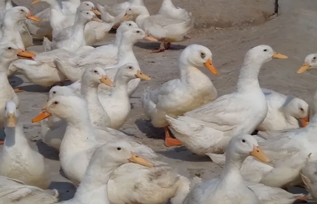 蛋鸭输卵管炎用什么,蛋鸭输卵管炎主要用什么药