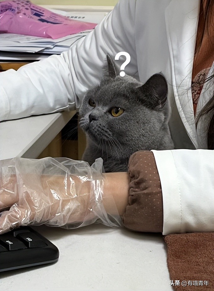 公猫出去一天一夜了都没回家,公猫出去三天没回来了