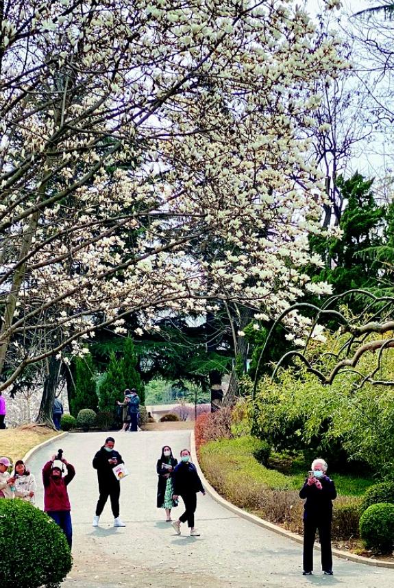 今年滨城春来早花期普遍提前看“花花世界”注意别迟到