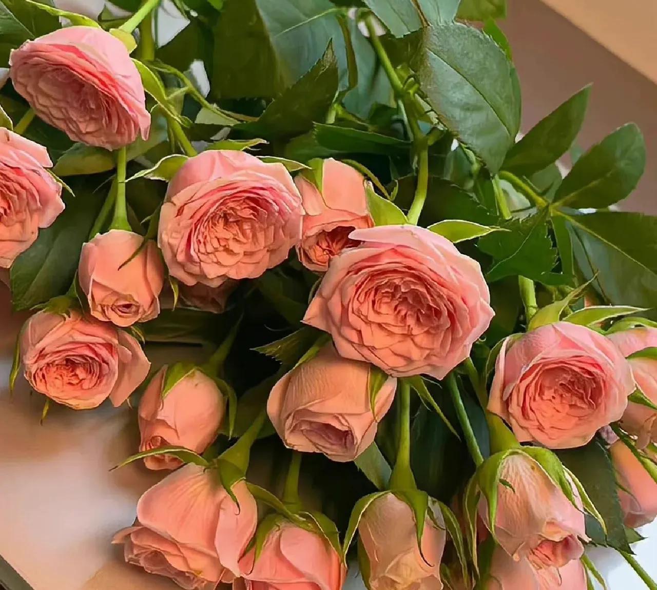 哪些花的花语惊艳了你好久呢,被哪种花的花语惊艳到