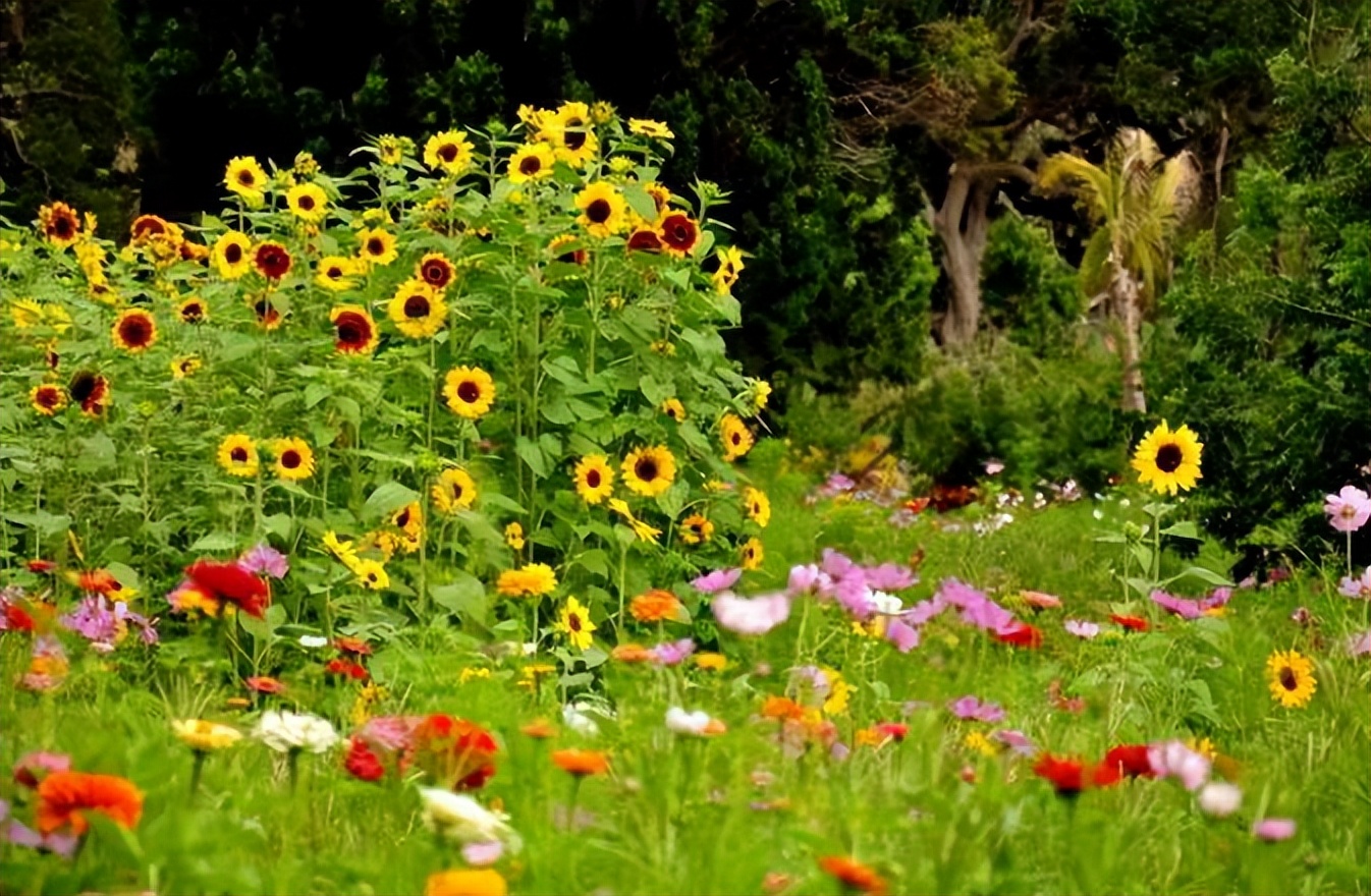 「翰林国粹诗社」才女刊123期佳作欣赏