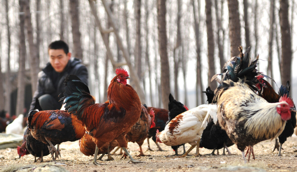 家禽疾病,禽李氏杆菌病