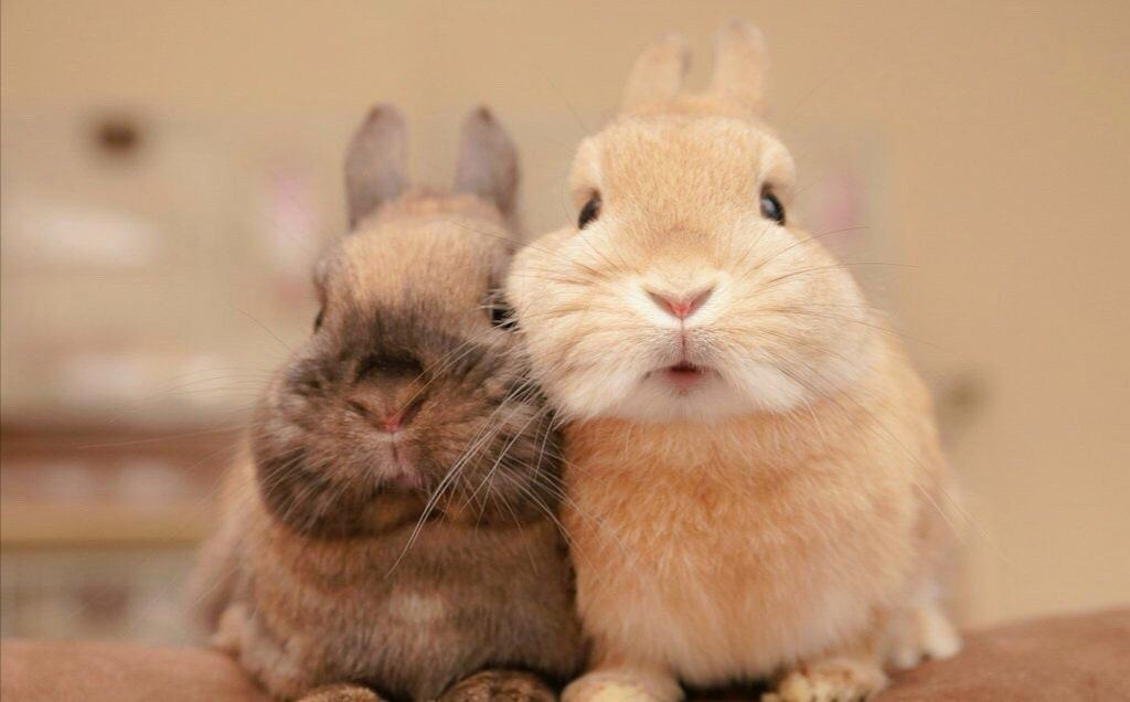 兔子为什么啃东西,兔子爱啃什么