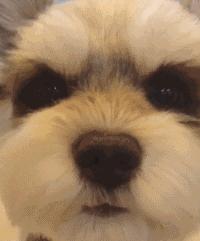 雪纳瑞有灵性的表现,雪纳瑞到底是个什么样的狗