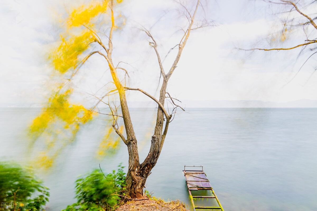 风吹杨柳万千条选段,风吹杨柳万千条指什么生肖