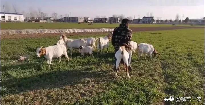 牛啃小麦苗对小麦产量有影响吗,防止羊啃小麦苗的长期方法