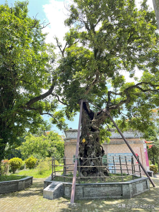 院中种树妻儿不相见后半句是什么,院中种树妻儿不相见什么意思