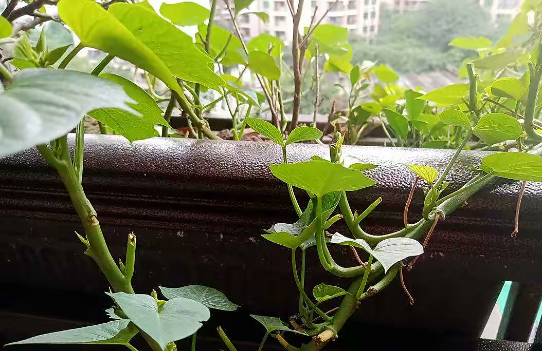 阳台种什么菜比较好,阳台适合种什么菜长得快