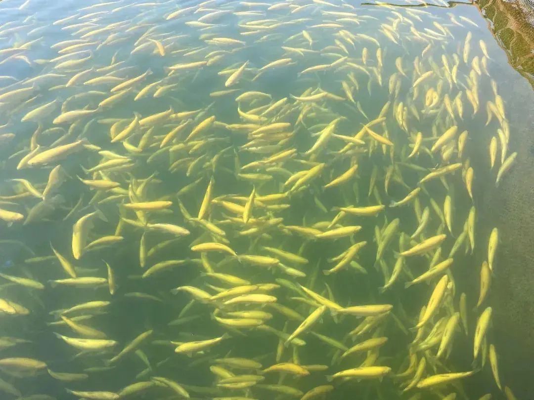 永靖旅游攻略一日游多少钱,永靖秋日一日游必去景点