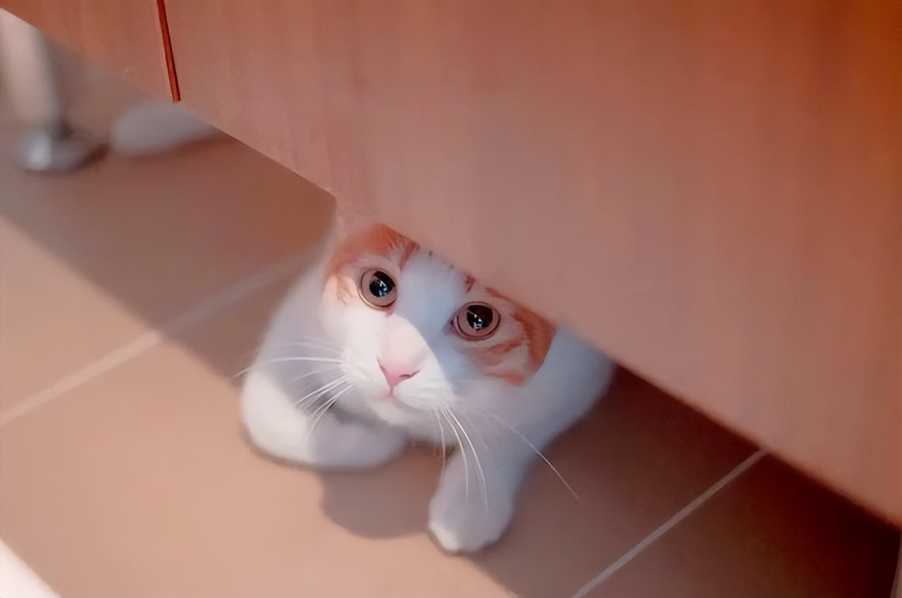 内向的猫咪养得熟吗,性格内向害怕暴力猫咪