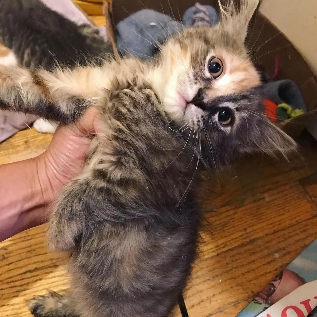 玳瑁阴阳脸猫,阴阳脸玳瑁小猫