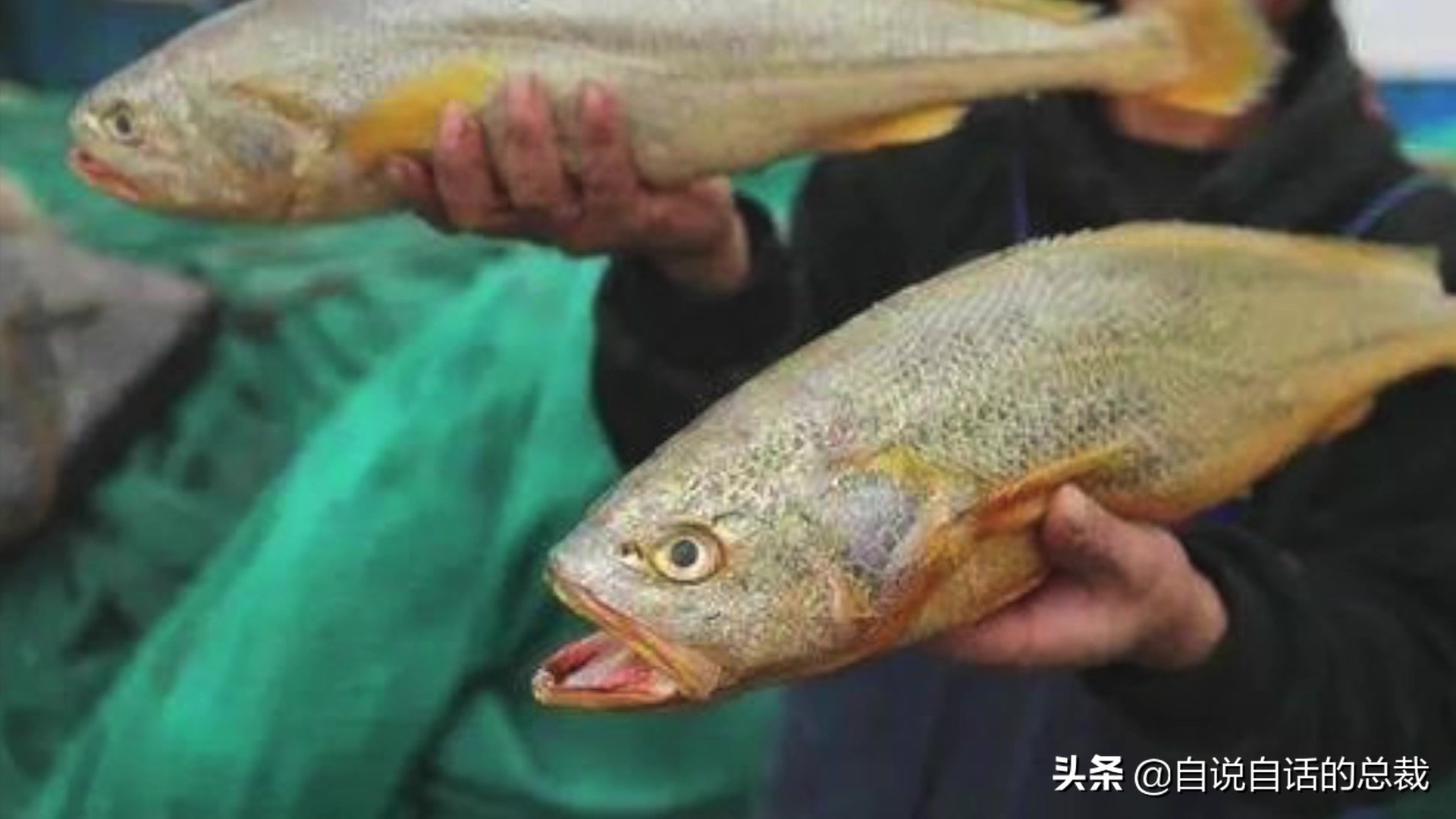 目前野生大黄鱼为什么这么贵,大黄鱼最贵价格多少钱一斤