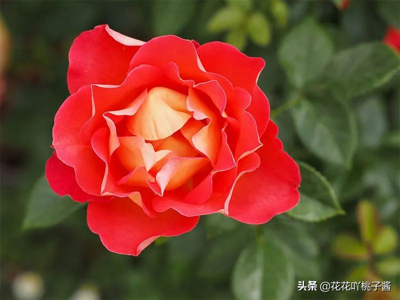 2019月季新品种金奖,超新品月季有哪些品种