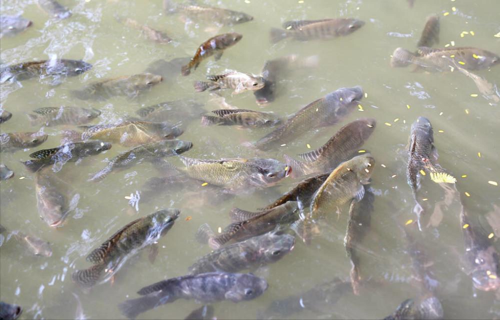 臭水沟中的罗非鱼为啥不能吃,臭水沟里的罗非鱼可以养可以吃吗