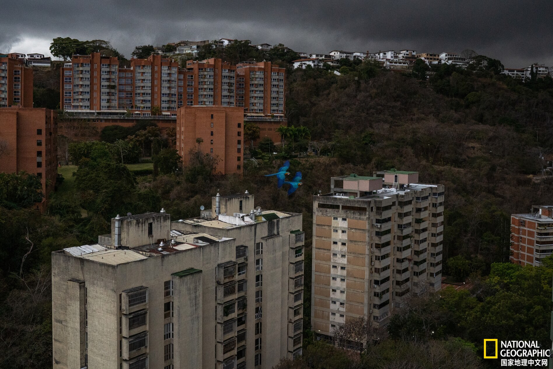 委内瑞拉首都的鹦鹉都是“散养”的