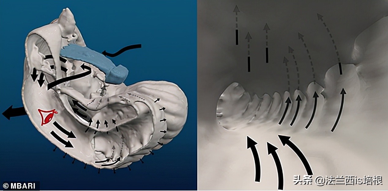 出道即巅峰，越长越退化的动物，教给科学家一绝招，解决海洋污染