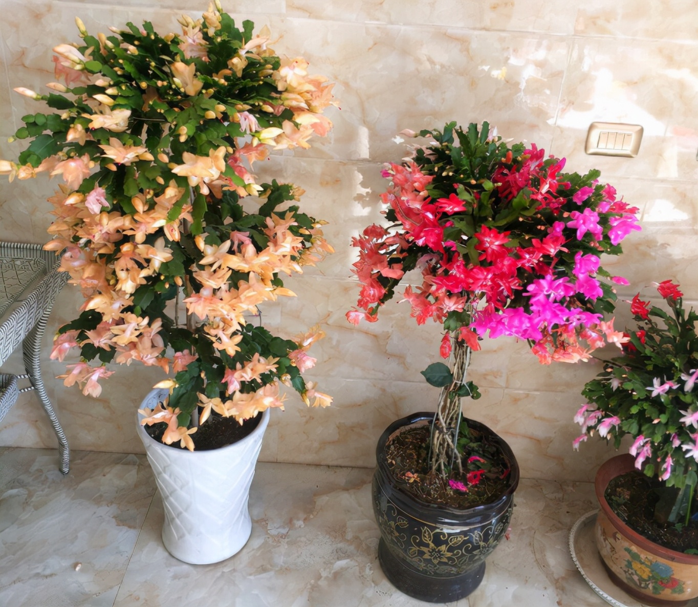 10种不怕晒的盆栽植物介绍一下,怕晒的十种花