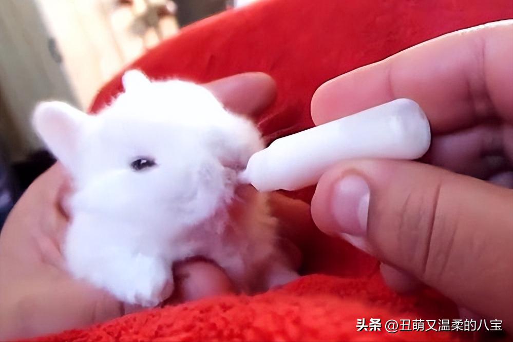 宠物小兔子的饲养方法及注意事项,养宠小知识小兔子眼睛发炎怎么办