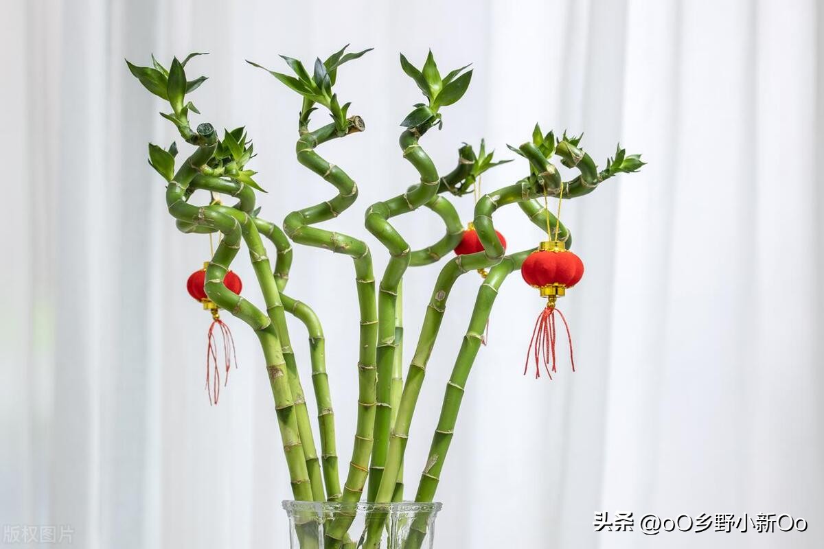 轻松解决富贵竹水发臭叶子发黄问题,让你的家居绿植更健康!