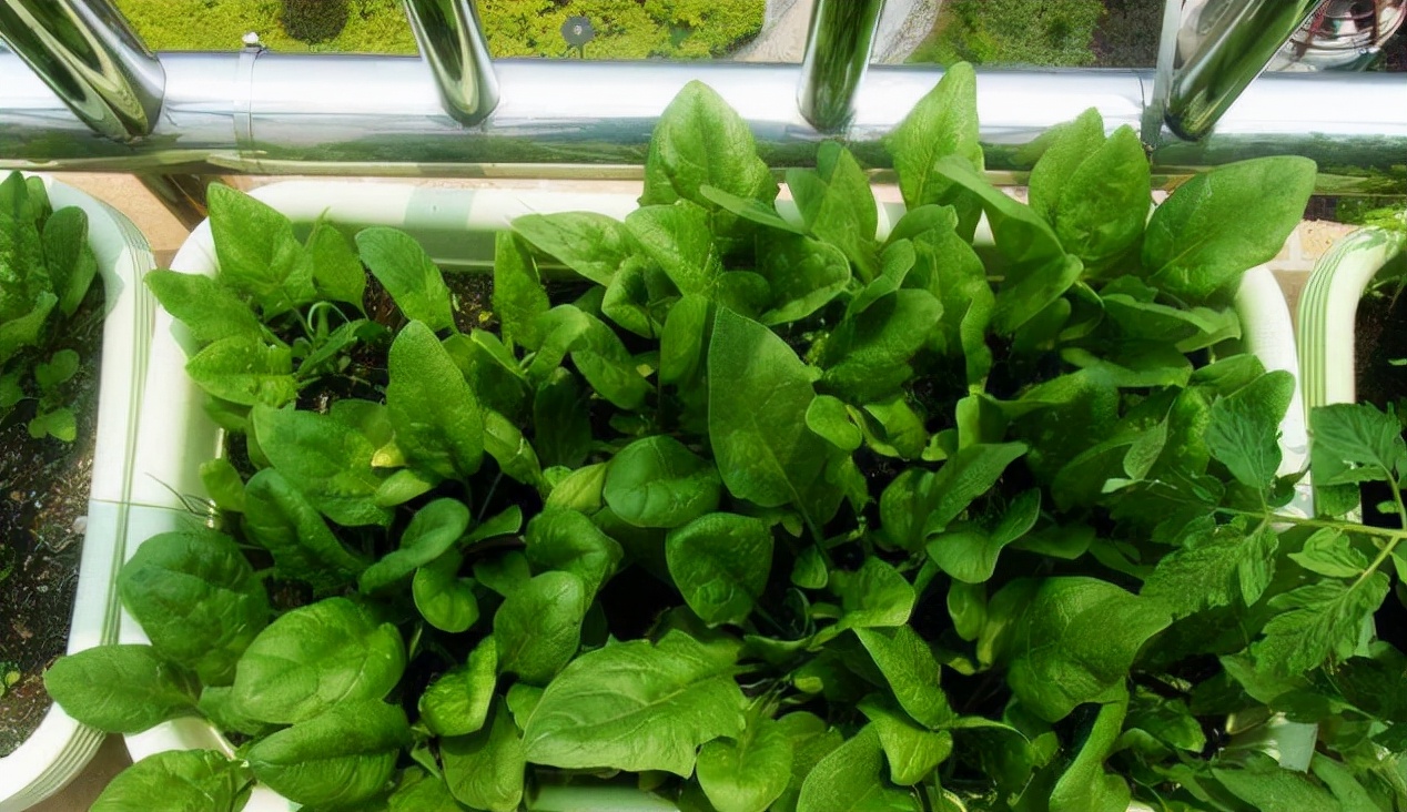 阳台种菜可以多茬采收,在阳台种菜最快采收的五种蔬菜